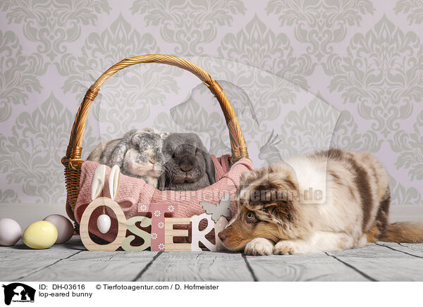 Widderkaninchen / lop-eared bunny / DH-03616