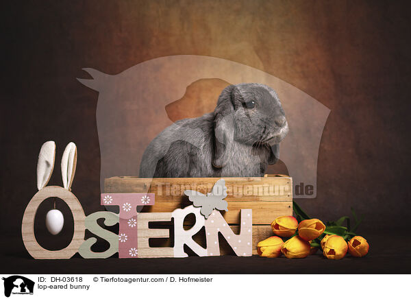 lop-eared bunny / DH-03618
