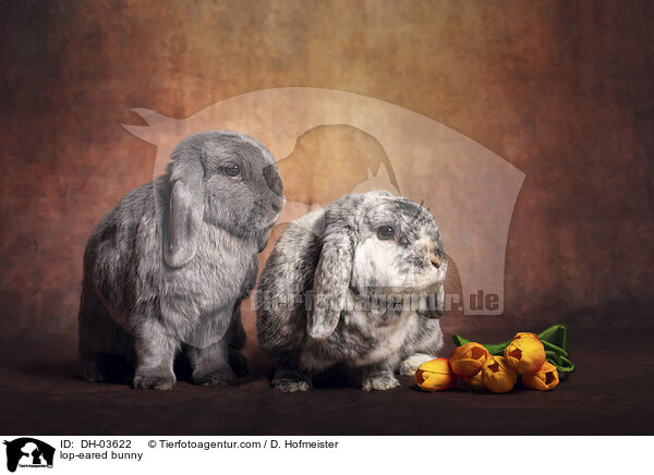lop-eared bunny / DH-03622