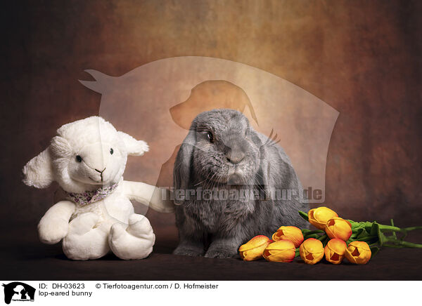 lop-eared bunny / DH-03623
