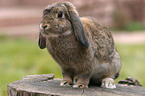 pygmy bunny