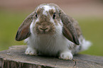 pygmy bunny