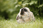 lop eared rabbit