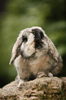 lop eared rabbit