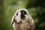 lop eared rabbit