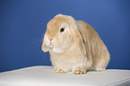 lop-eared rabbit