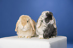 2 lop-eared rabbits