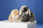 2 lop-eared rabbits