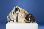 3 lop-eared rabbits