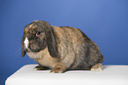 lop-eared rabbit