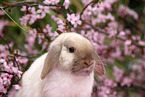 lop-eared rabbit