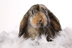 lop rabbit