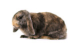 lop rabbit