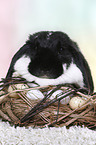 lop-eared rabbit