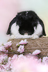 lop-eared rabbit