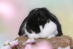 lop-eared rabbit