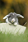 young floppy-eared rabbit