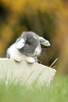 young floppy-eared rabbit