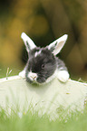 young floppy-eared rabbit