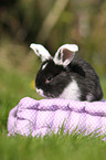 young floppy-eared rabbit