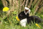 young floppy-eared rabbit