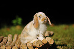 floppy-eared rabbit