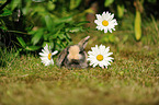 floppy-eared rabbit