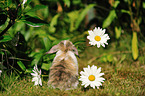 floppy-eared rabbit