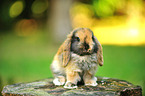 floppy-eared rabbit