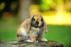 floppy-eared rabbit