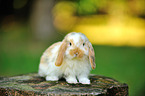 floppy-eared rabbit