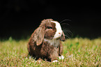 floppy-eared rabbit