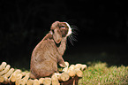 floppy-eared rabbit