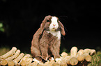 floppy-eared rabbit