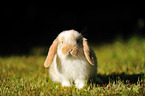 floppy-eared rabbit