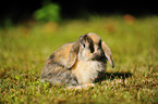 floppy-eared rabbit