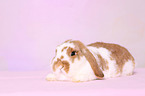 lying floppy-eared rabbit