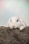 white Lop Rabbit