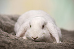 white Lop Rabbit
