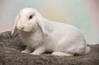 white Lop Rabbit