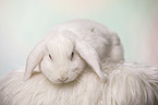 white Lop Rabbit