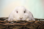 white Lop Rabbit