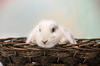 white Lop Rabbit