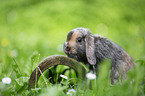 lop-eared rabbit