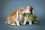 floppy-eared lops