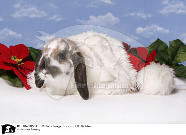 christmas bunny / RR-18564