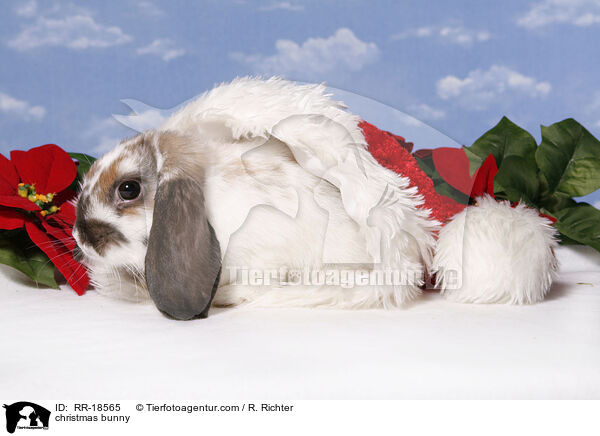 Weihnachtskaninchen / christmas bunny / RR-18565