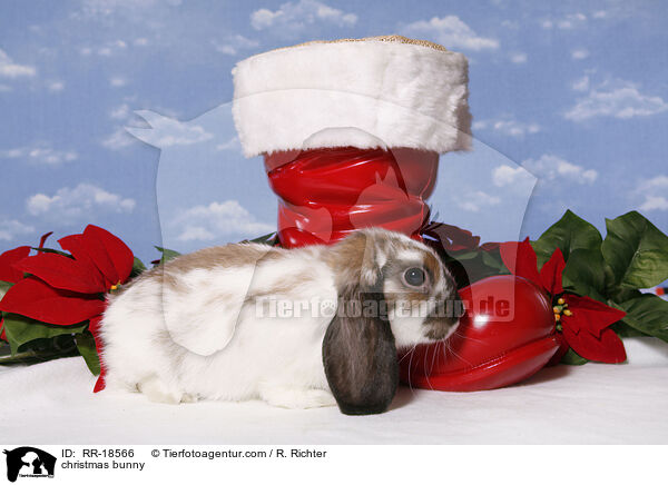 christmas bunny / RR-18566