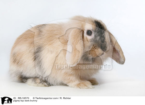 pigmy lop ears bunny / RR-18570