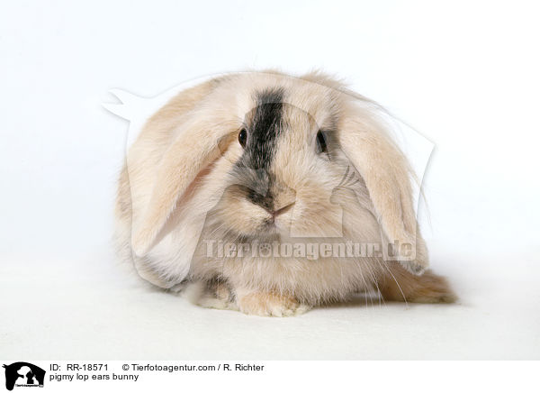 pigmy lop ears bunny / RR-18571